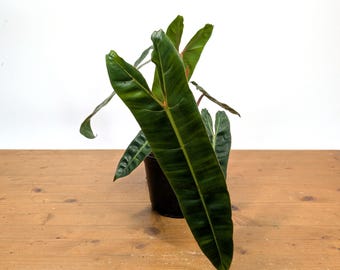 Philodendron Billietiae &#39;Billie&#39; Beautiful & Elegant Houseplant with Orange Petioles and BIG Potential