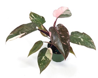 Philodendron Pink Princess Galaxy High Variegated Plant AKA Pink Princess Marble