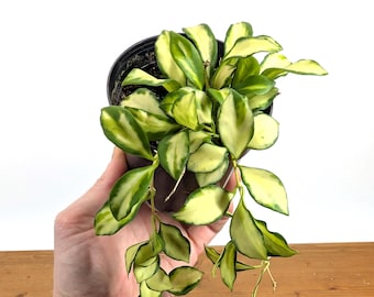 Hoya Heuschkeliana Variegata  - 4 inch pots