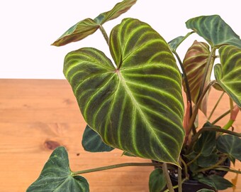 Philodendron Verrucosum Live Rare Indoor House Plant Perfect Gift Idea