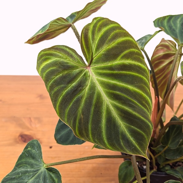 Philodendron Verrucosum Live Rare Indoor House Plant Perfect Gift Idea