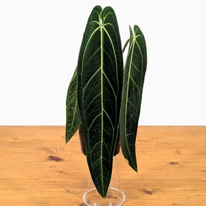 K&ouml;nnte beinhalten: Eine gr&uuml;ne Anthurium-Pflanze mit gro&szlig;en, dunkelgr&uuml;nen Bl&auml;ttern. Die Pflanze ist in einem braunen Topf eingetopft und steht auf einem Holztisch.