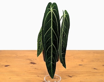 Scott Cohen Anthurium Antolakii (known as BVEP) X NSE Anthurium