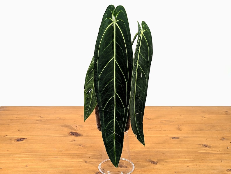 K&ouml;nnte beinhalten: Eine gr&uuml;ne Anthurium-Pflanze mit gro&szlig;en, dunkelgr&uuml;nen Bl&auml;ttern. Die Pflanze ist in einem braunen Topf eingetopft und steht auf einem Holztisch.