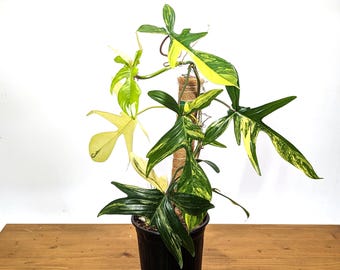 Philodendron Florida Beauty Variegated - Multiple Sizes - Live Tropical Houseplant