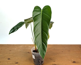 Philodendron sp x Spiritus Sancti - US Seller 4" Pot