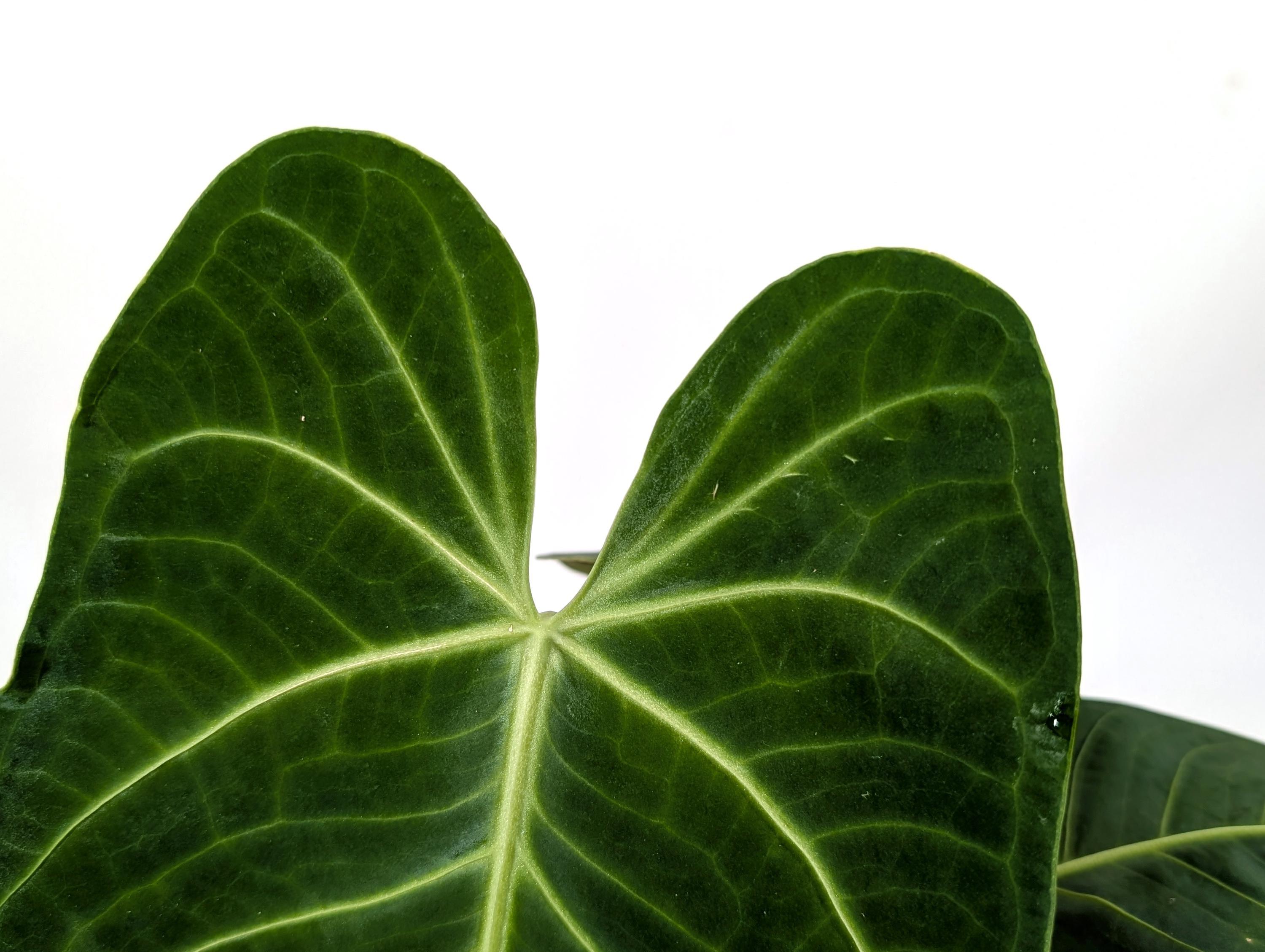 Anthurium Warocqueanum X Waterburyanum - US Seller - Multiple