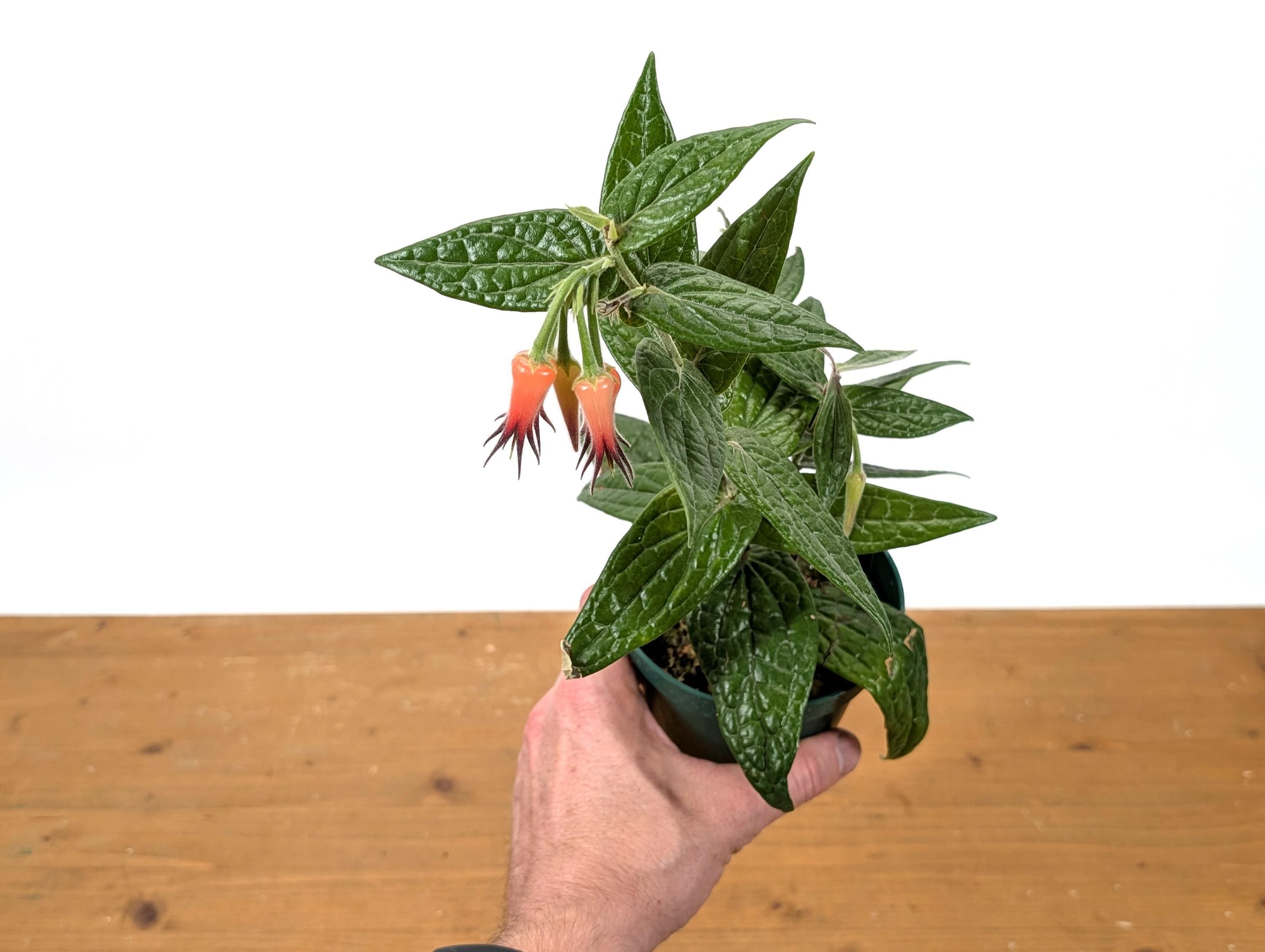 Ceratostema Lanigerum 'neotropical Blueberry' - Assorted 4 Inch