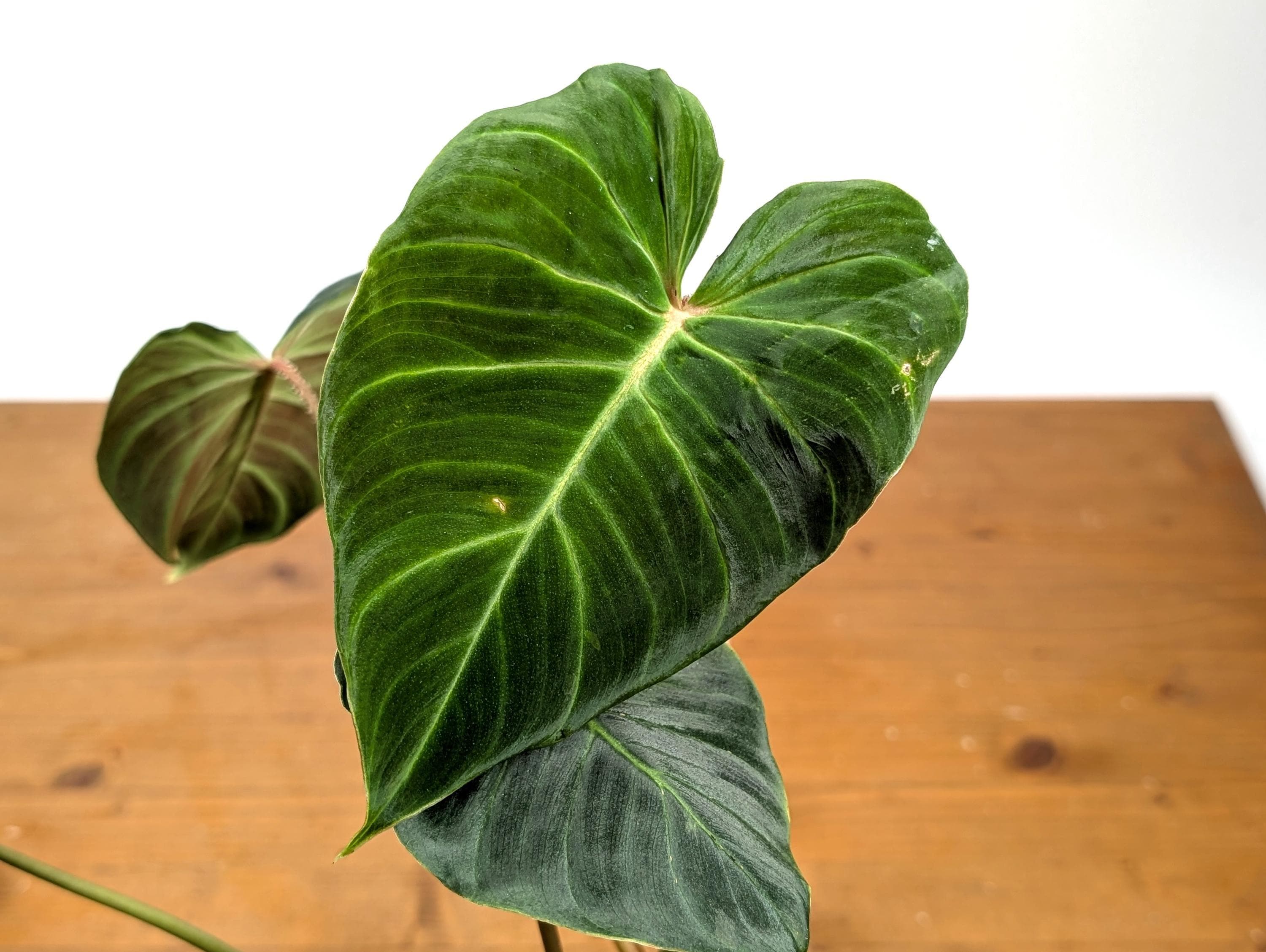 Philodendron Verrucosum 'green Zafire' Rare Cultivar - Etsy