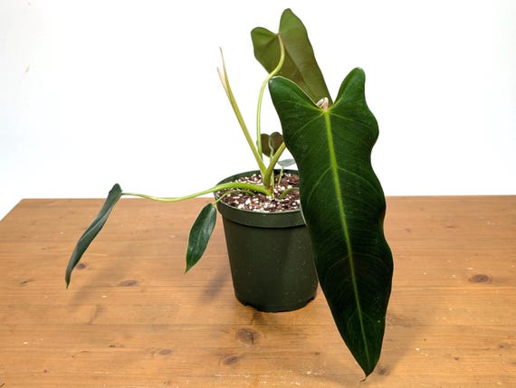 Philodendron Spiritus Sancti - 4 Inch and 6 Inch Pots - Etsy