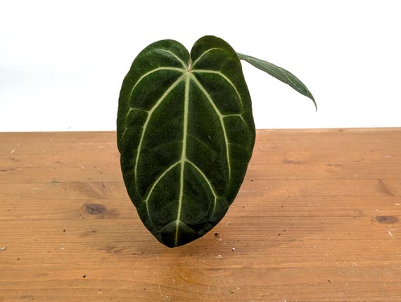 birkenfeige ficus benjamini kaufen Birkenfeige main image 1