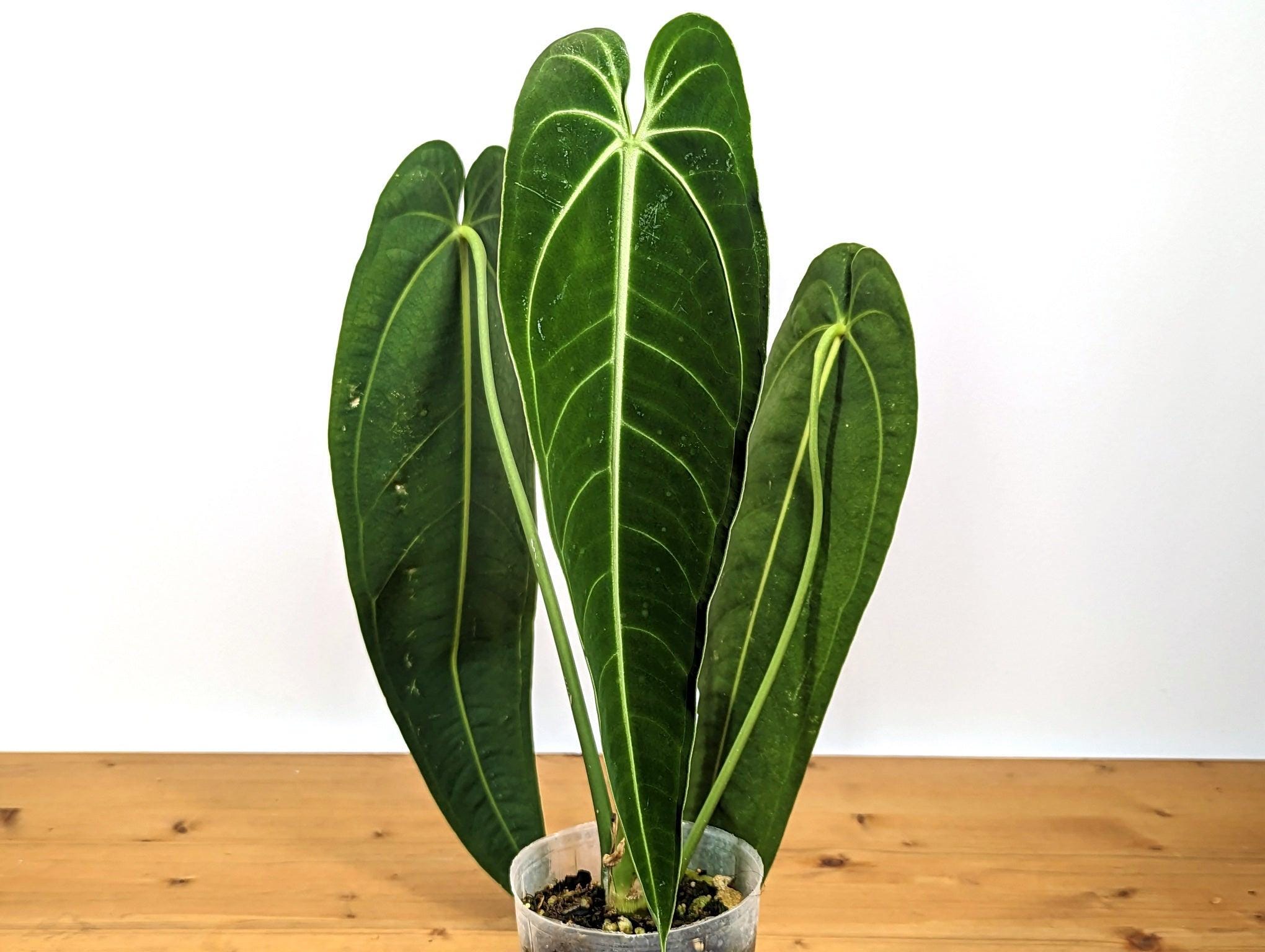 Anthurium Warocqueanum 'queen' - Etsy