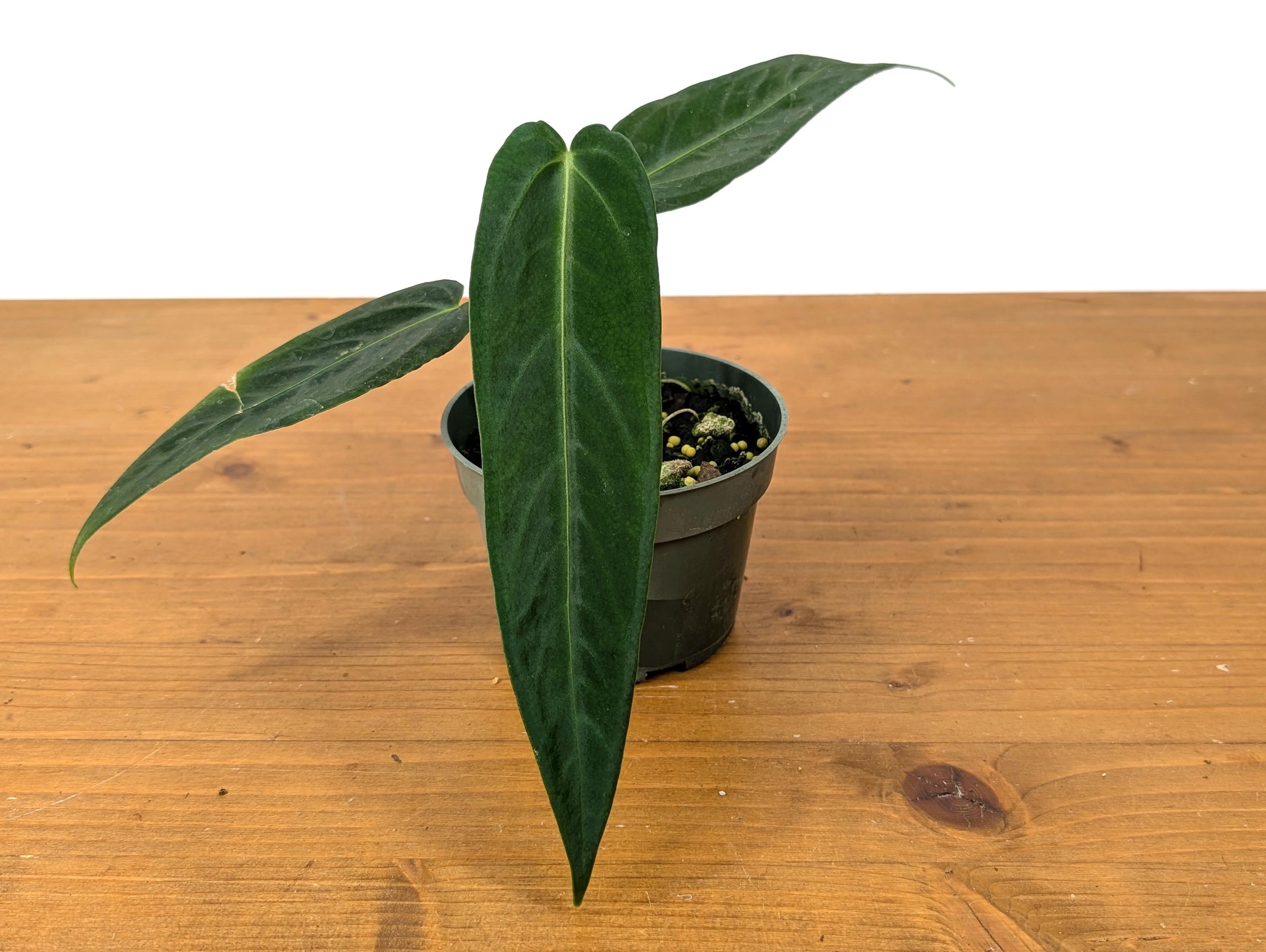 Anthurium Warocqueanum Dark Form - Etsy Anthurium Warocqueanum Dark Form - Etsy