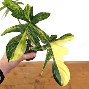 mexicanum philodendron Philodendron Mexicanum 'Latisagittum' – Plant Vault main image 1