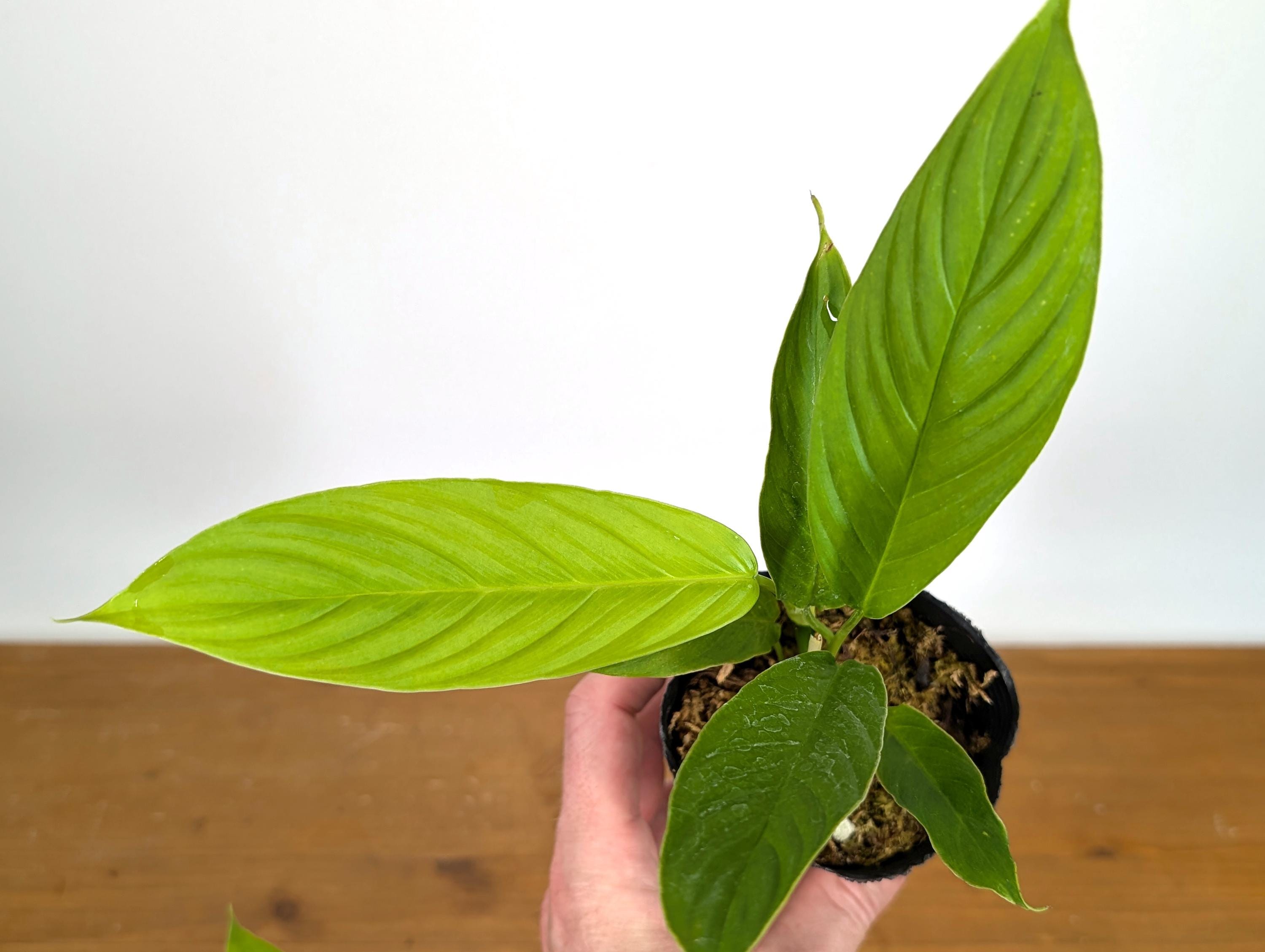 philodendron verrucosum temperature Philodendron verrucosum 'Eclipse'