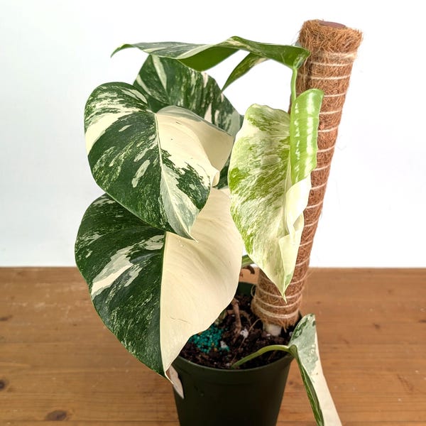 Monstera deliciosa 'Albo Variegata' - Exact Plants - 6 inch pots with poles