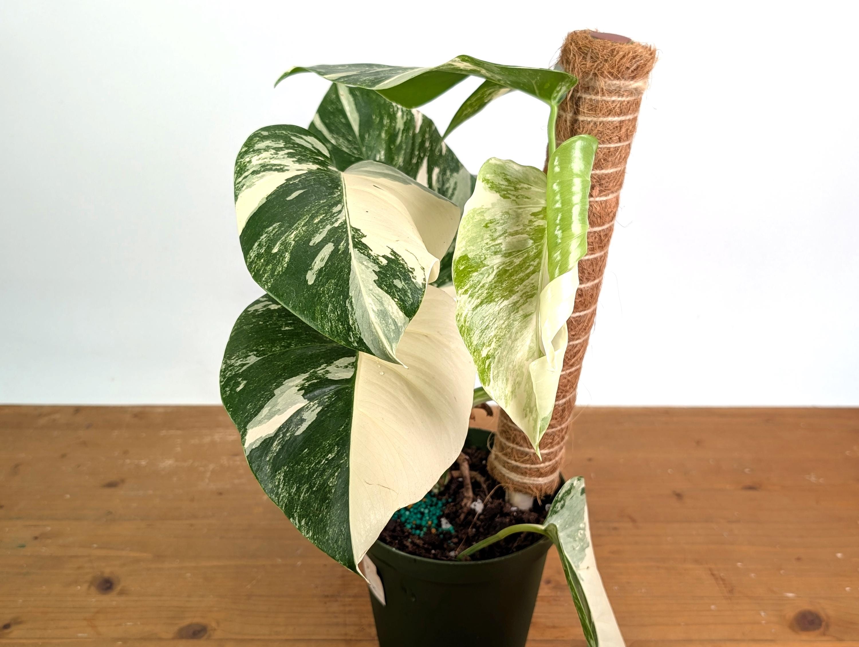 Monstera Deliciosa 6 Inch - Etsy