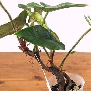 Philodendron Squamicaule 4 inch pot approx 12 tall image 7