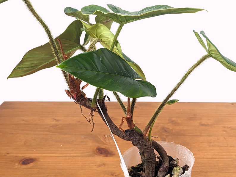 Philodendron Squamicaule 4 inch pot approx 12 tall image 7