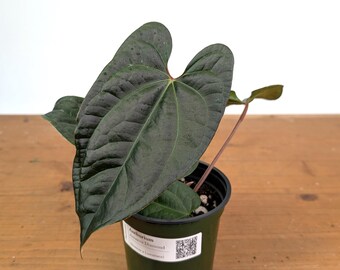 Anthurium Amazon Diamond - (A. Besseae Aff X A. Luxurians) - 4