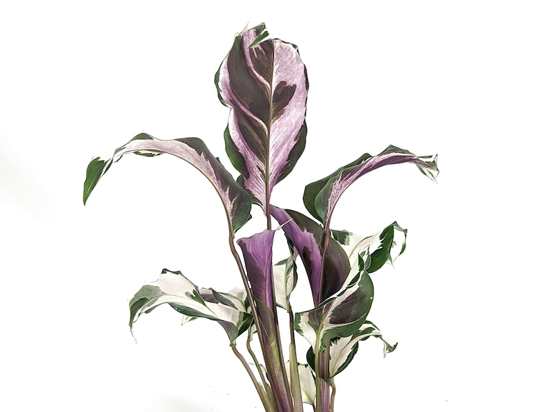 Calathea Stella image 5