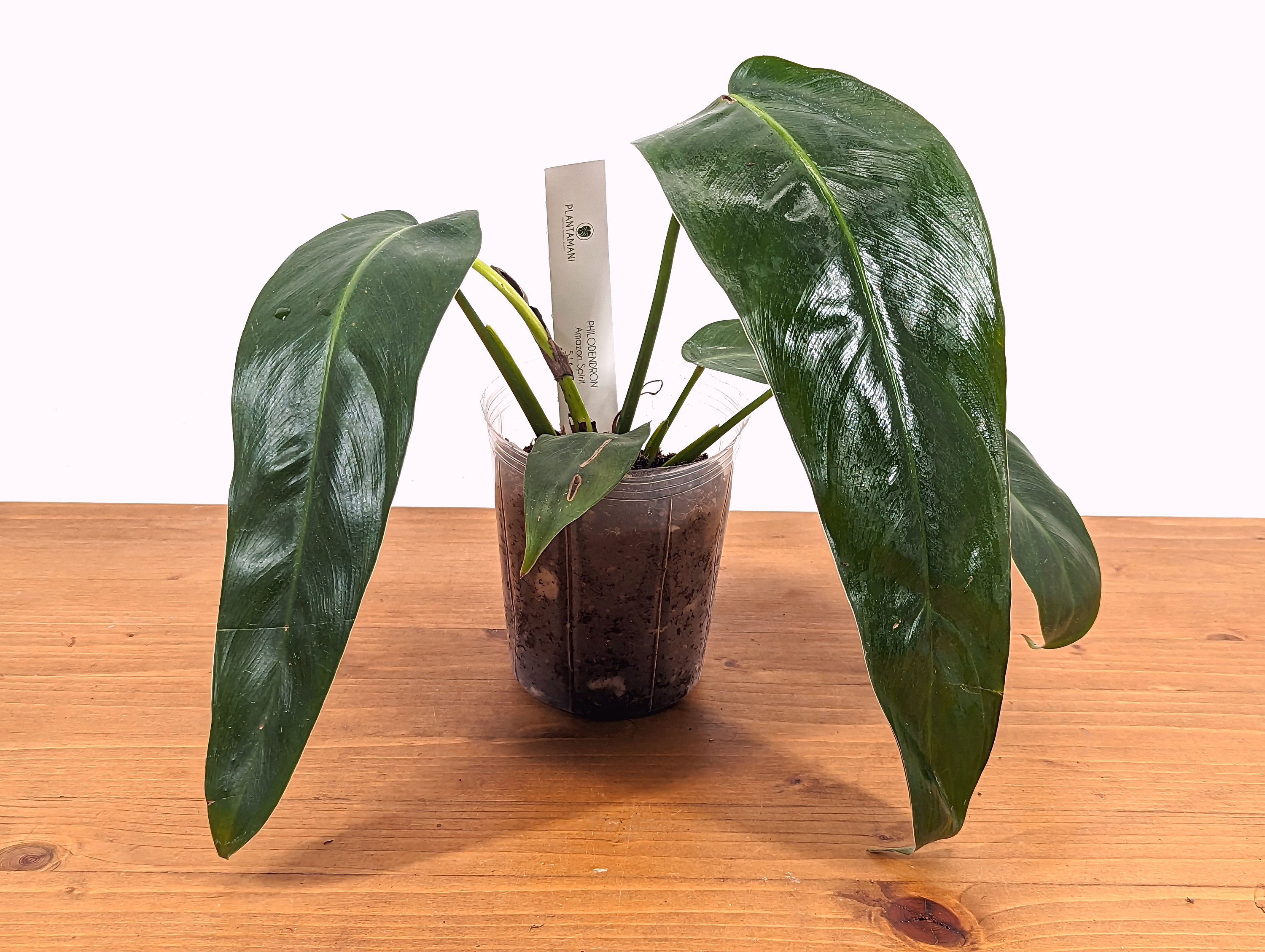 Philodendron 'amazon Spirit' Patriciae X Spiritus Sancti - 4