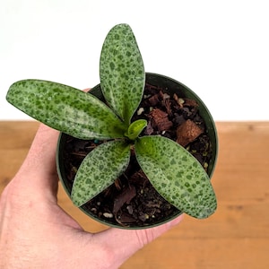May include: A small potted plant with speckled green leaves. The leaves have a pattern of darker green spots. The plant is in a dark green plastic pot filled with soil and mulch. The background is a light wood surface.