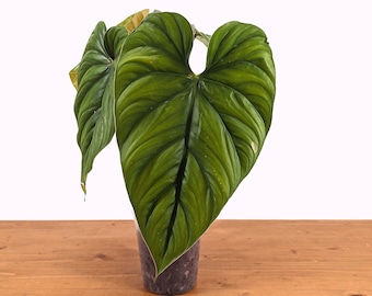 Philodendron sp Colombia Silver - 4 inch pot Live Indoor Air Purifying House Plant