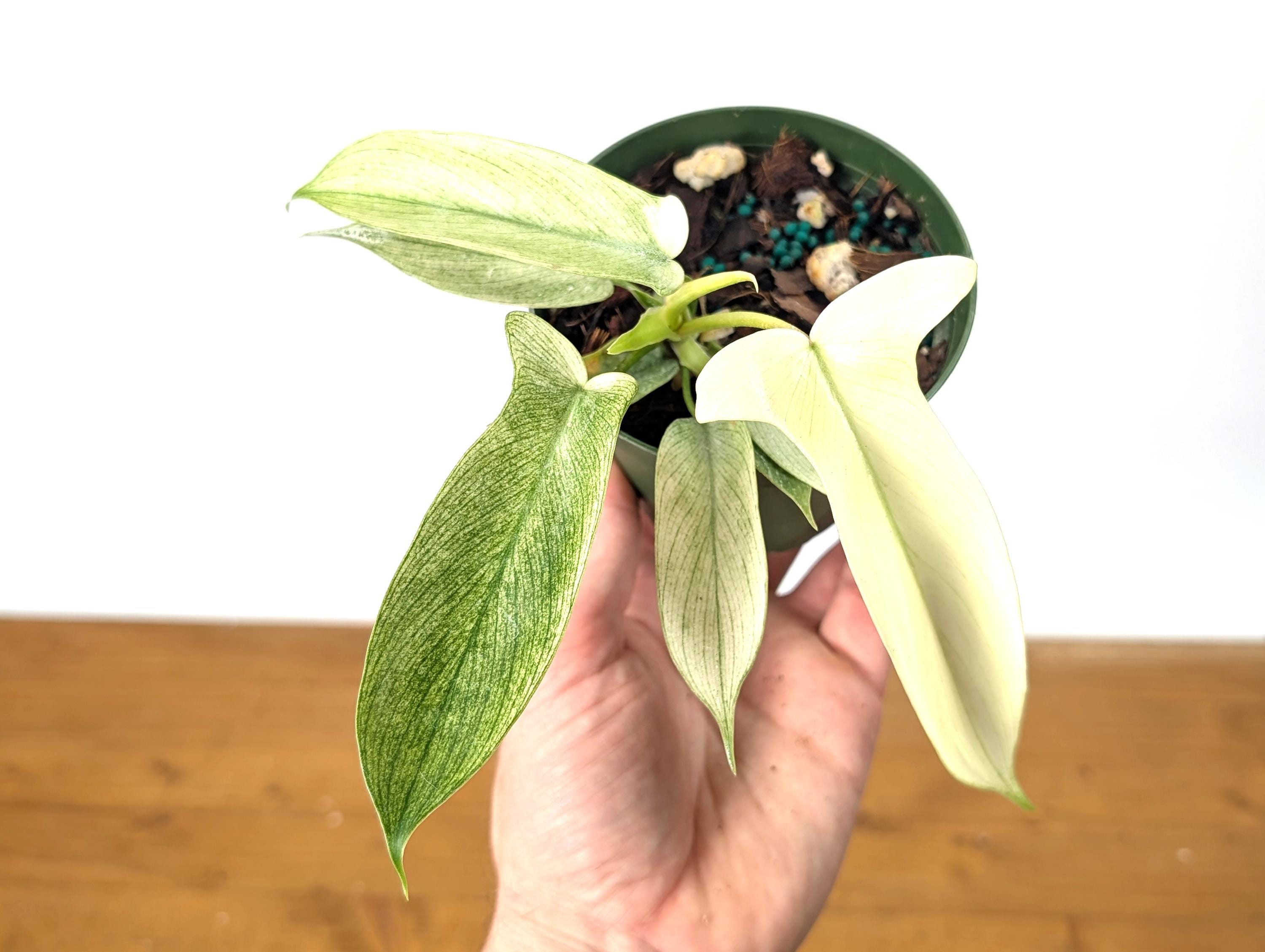 Philodendron Florida Ghost Mint - Live Rare Indoor House Plant
