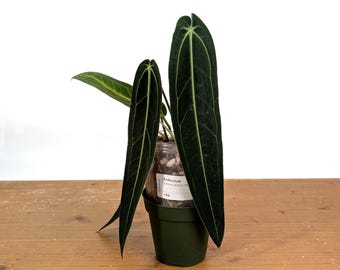 Anthurium Warocqueanum Narrow Dark Queen - Exact Plants