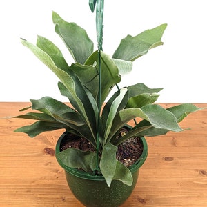 Staghorn Fern 8 Inch Hanging Basket | Platycerium bifurcatum | Large Mountable Plant