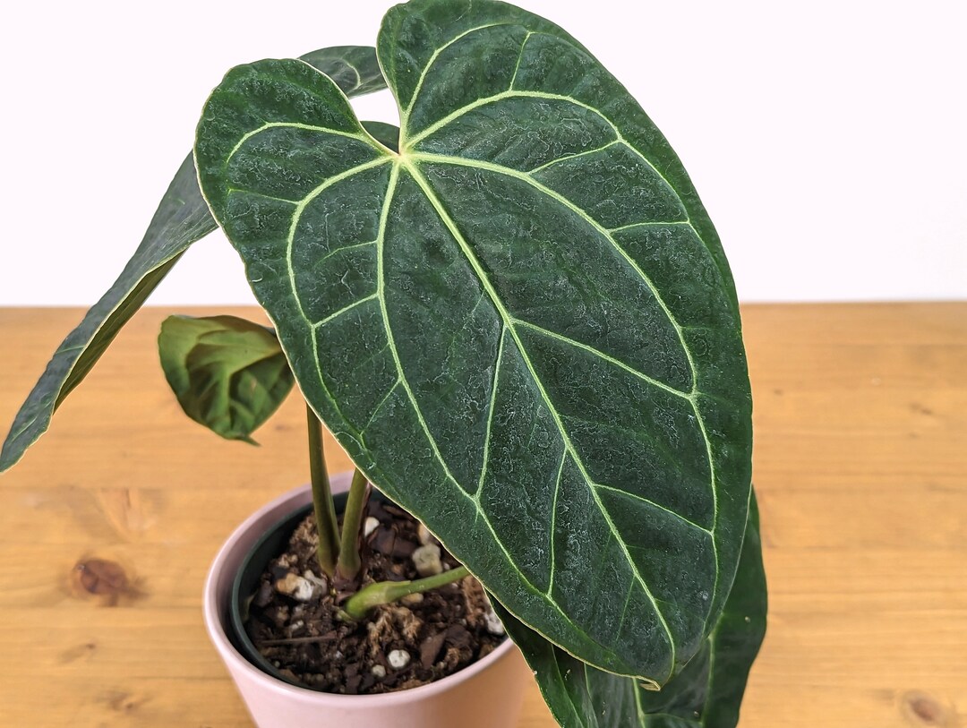 Anthurium Crystallinum X Besseae 'crystal Sky' - Etsy Anthurium Crystallinum X Besseae 'crystal Sky' - Etsy