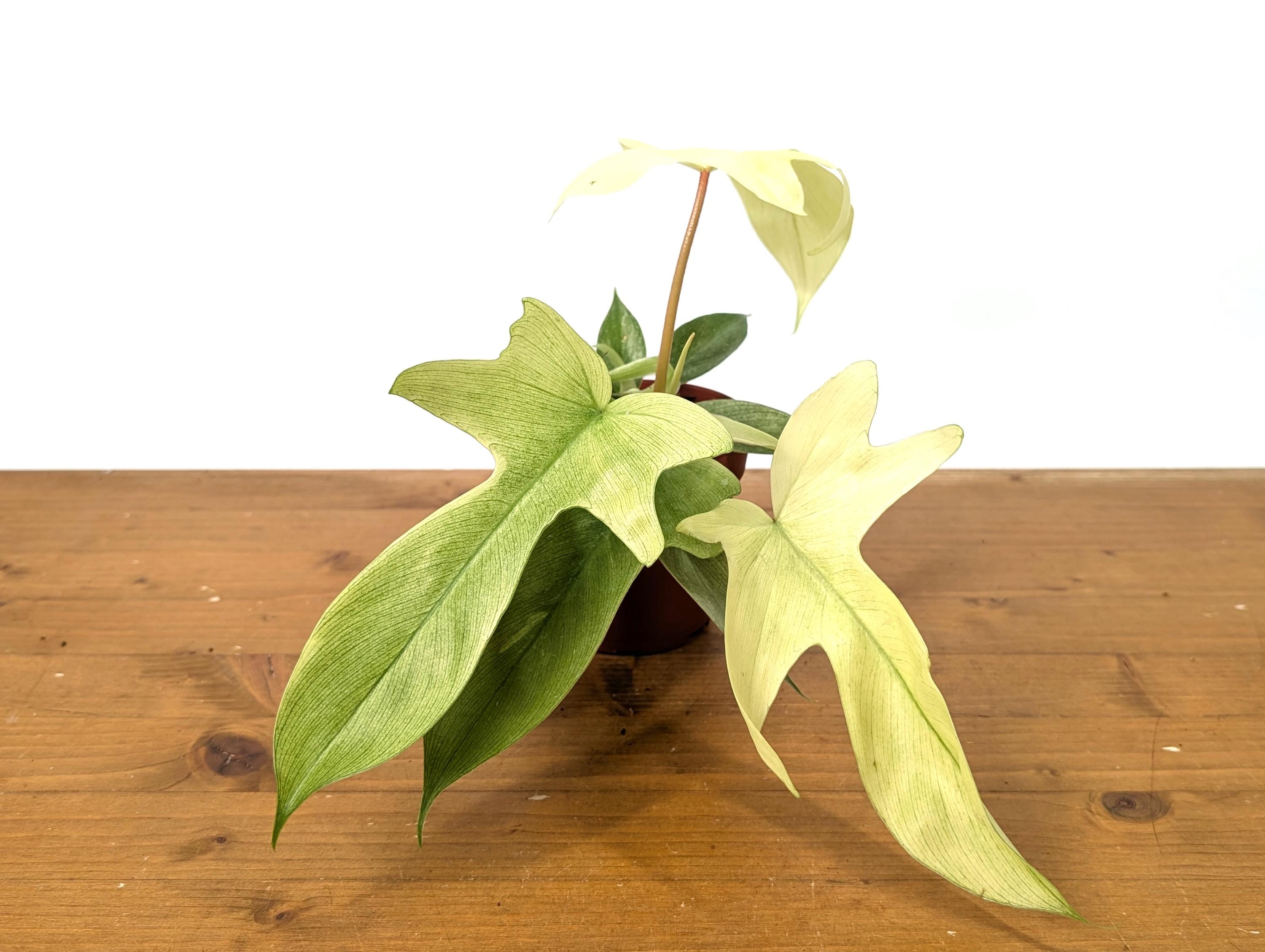 Philodendron Florida Ghost Mint Plant Live Rare Indoor House Plant - Etsy