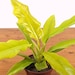 see more listings in the Philodendron section