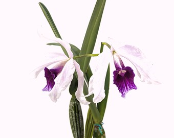 Laelia purpurata Flamea Cheri x alba Campanea Rare Orchid - USA Seller - 4 Inch Pot