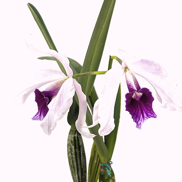 Laelia purpurata Flamea Cheri x alba Campanea Rare Orchid - USA Seller - 4 Inch Pot