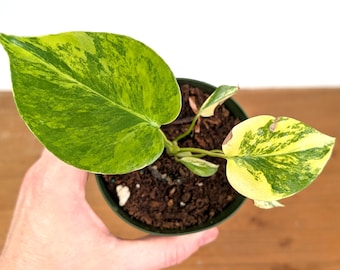 Monstera Yellow Marilyn / Monstera deliciosa 'Yellow Marilyn'