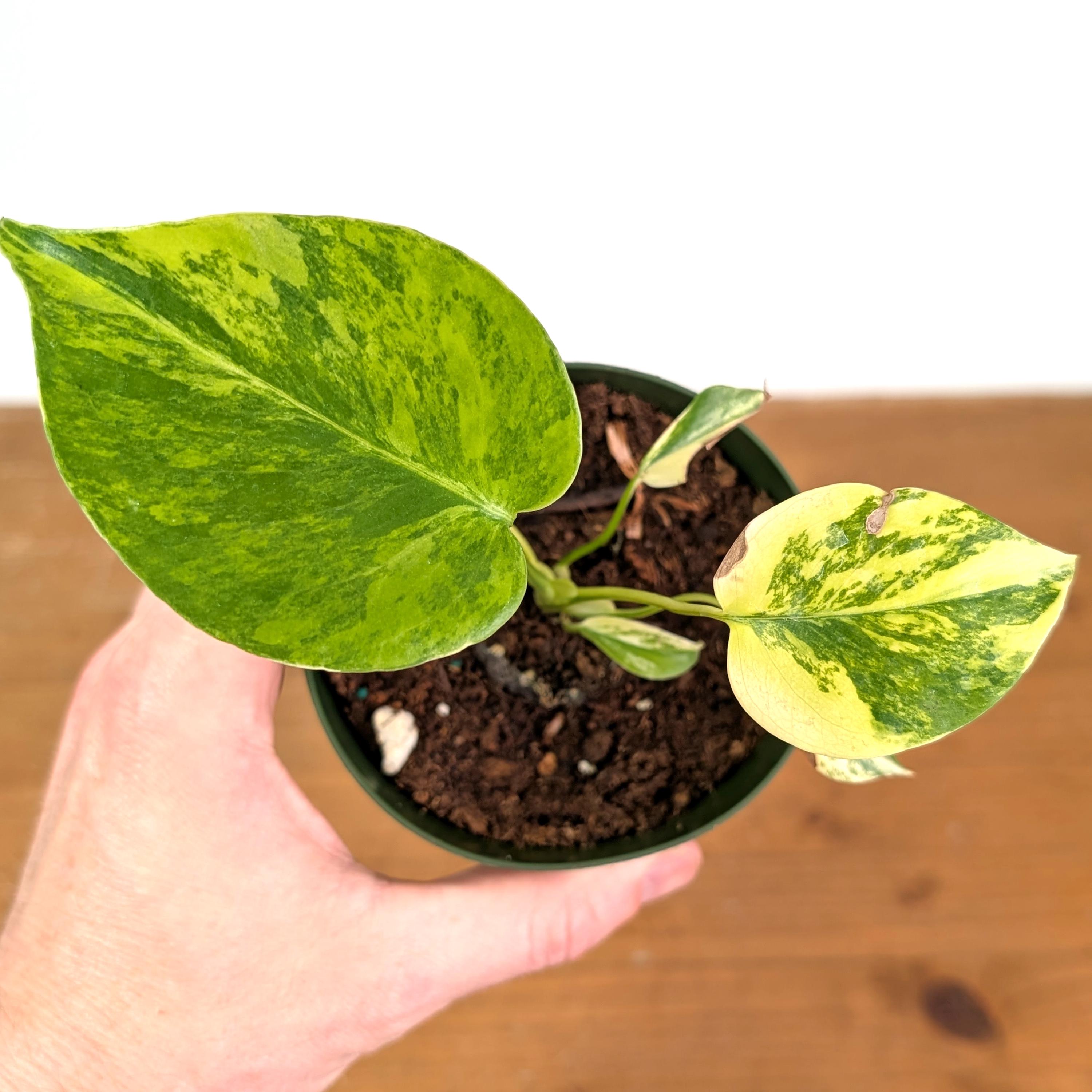 Monstera Yellow - Etsy