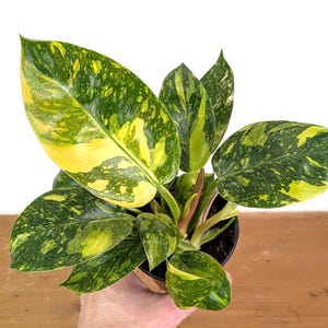 May include: A potted plant with large, variegated leaves. The leaves are a mix of green and yellow, with a speckled pattern. The plant is in a black pot, and the background is a light wood surface.