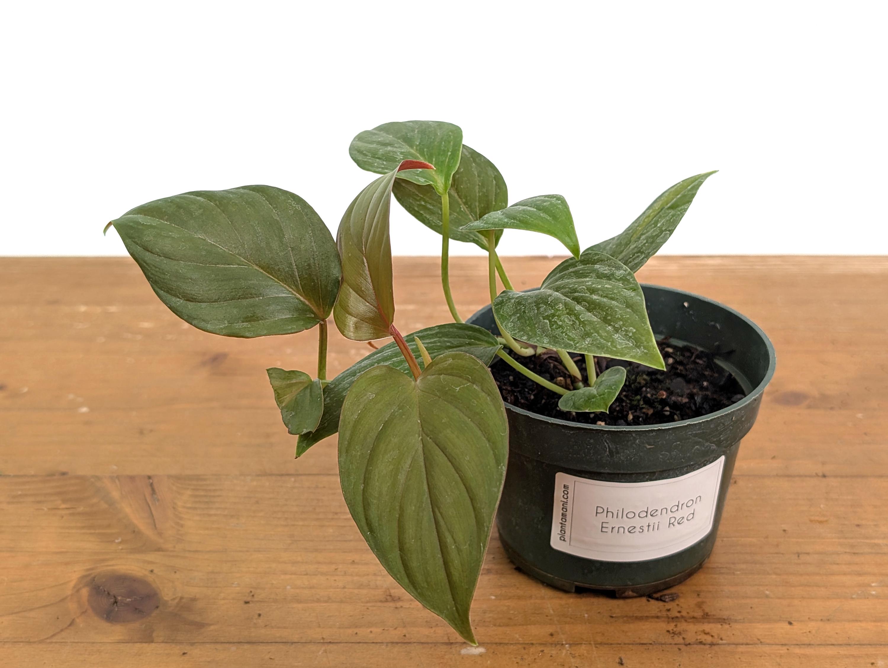 philodendron luxurians choco red Philodendron rubrijuvenile (sp. El Choco Red) – Carnivero main image 1