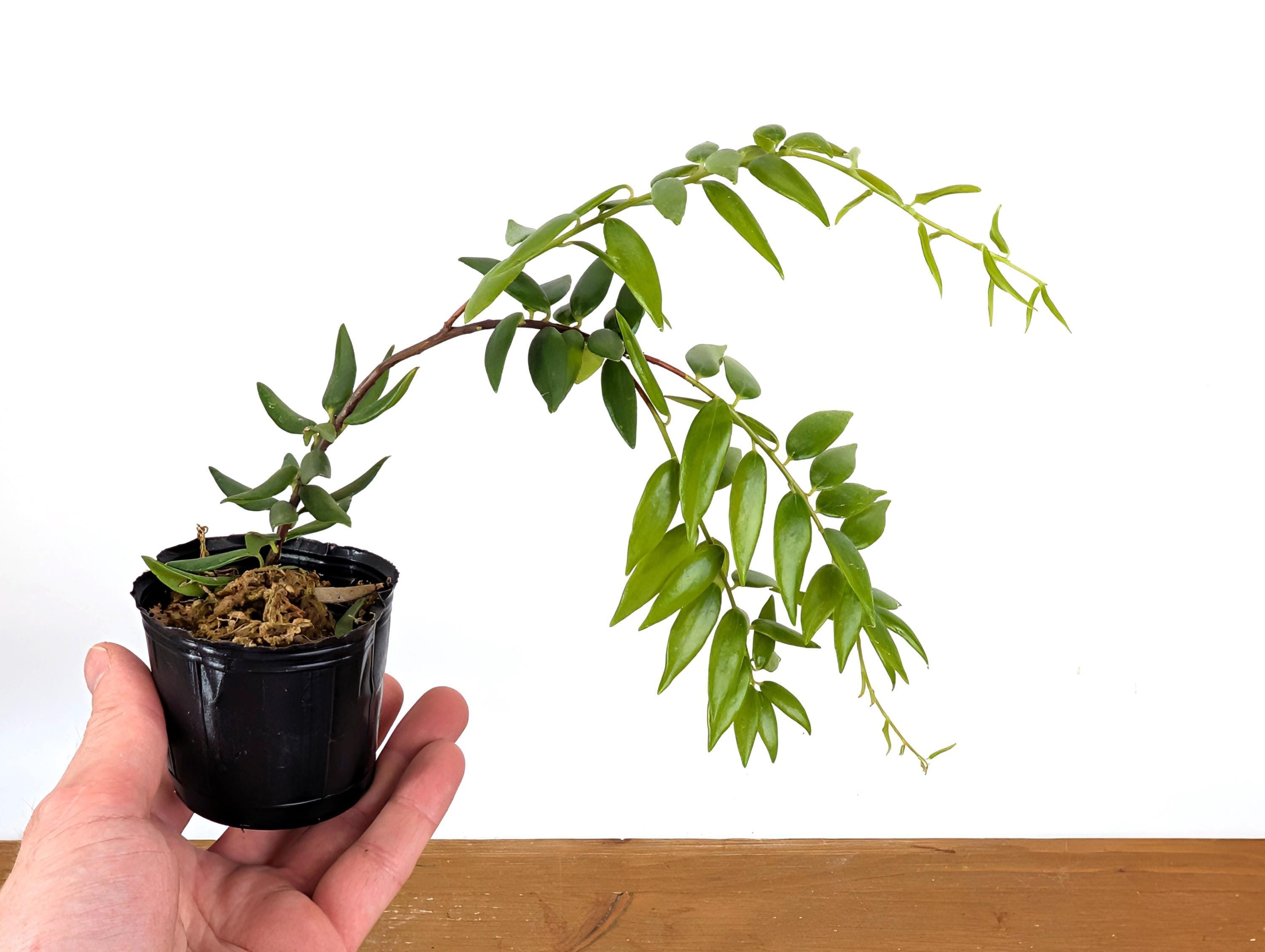 Ceratostema Doucettei - Assorted 4 Inch Pots - Etsy