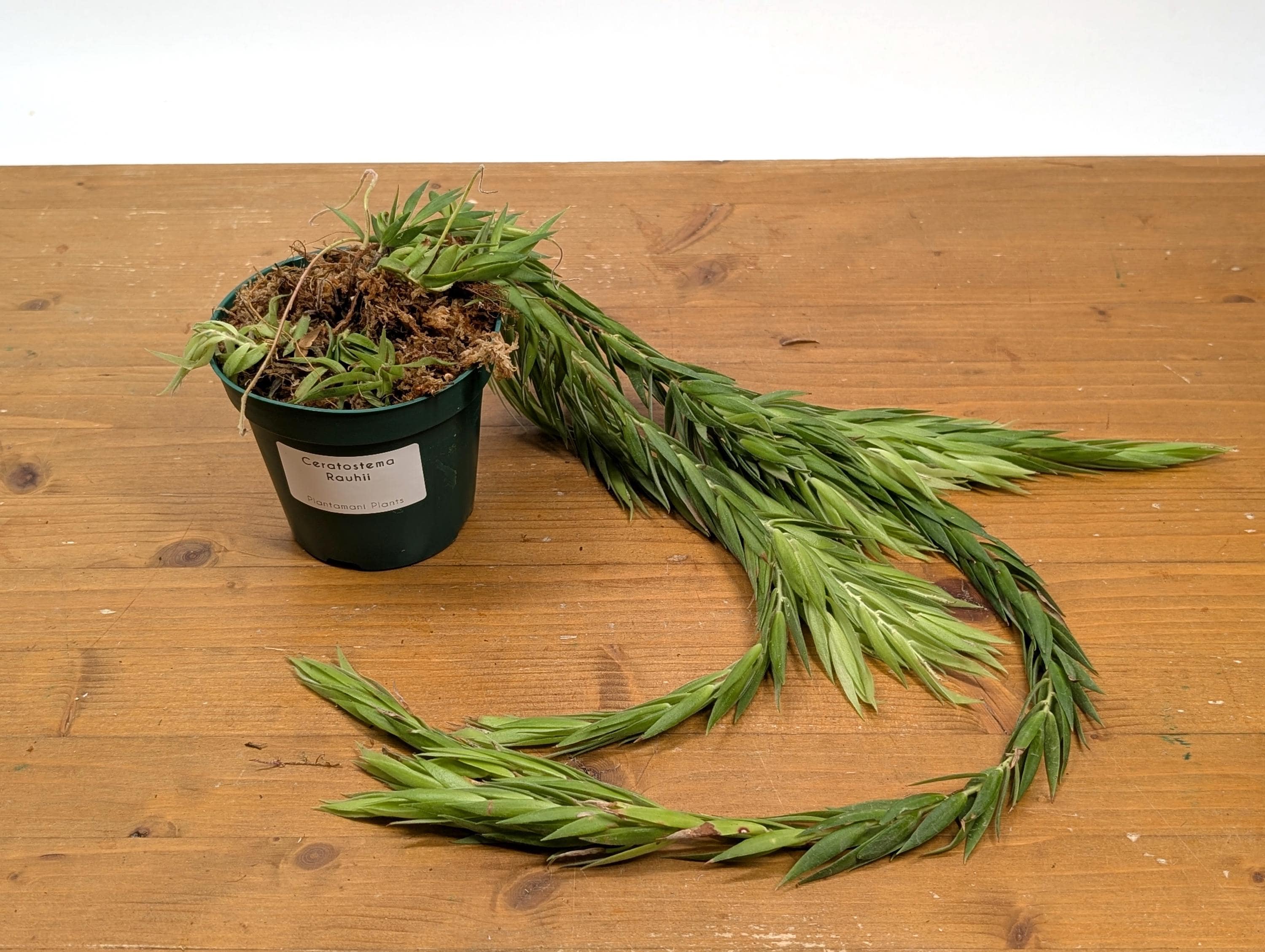 Ceratostema Rauhii Rare Exotic Epiphytic Flowering Plant Grows up