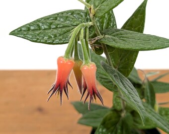 Ceratostema Lanigerum 'neotropical Blueberry' - Assorted 4 Inch