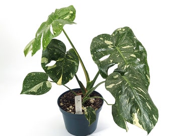 Monstera Thai Constellation - Elija su planta Airoid tropical viva en maceta exacta de 8 pulgadas - Regalo perfecto para plantas de interior