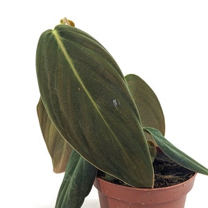 Philodendron Gigas - 3 inch pot or 4 inch pot - FREE Shipping Eligible