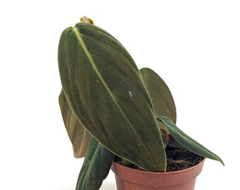 Philodendron Gigas - 3 inch pot or 4 inch pot - FREE Shipping Eligible