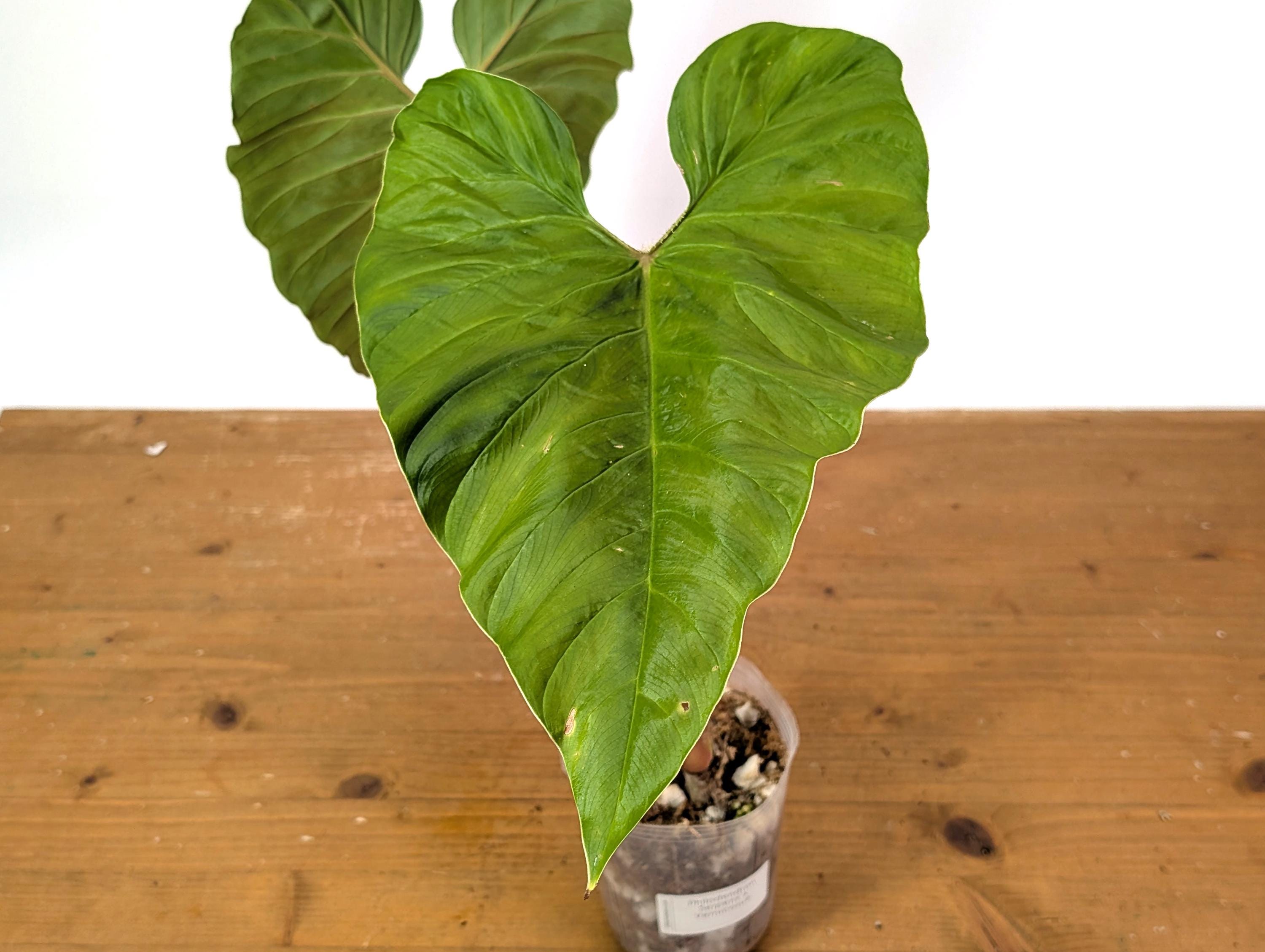 Philodendron Serpens X Verrucosum - Rare Hybrid Collector's Cultivar - Etsy