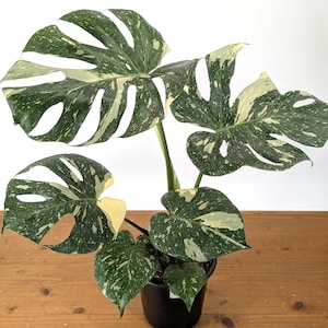 Monstera Thai Constellation - Plants 16-24" Tall with Split Leaves (6" Pot)