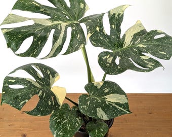 Monstera Thai Constellation Starter Plant **(ALL Plants Require You to  Purchase ANY 2 Plants!)** - Etsy