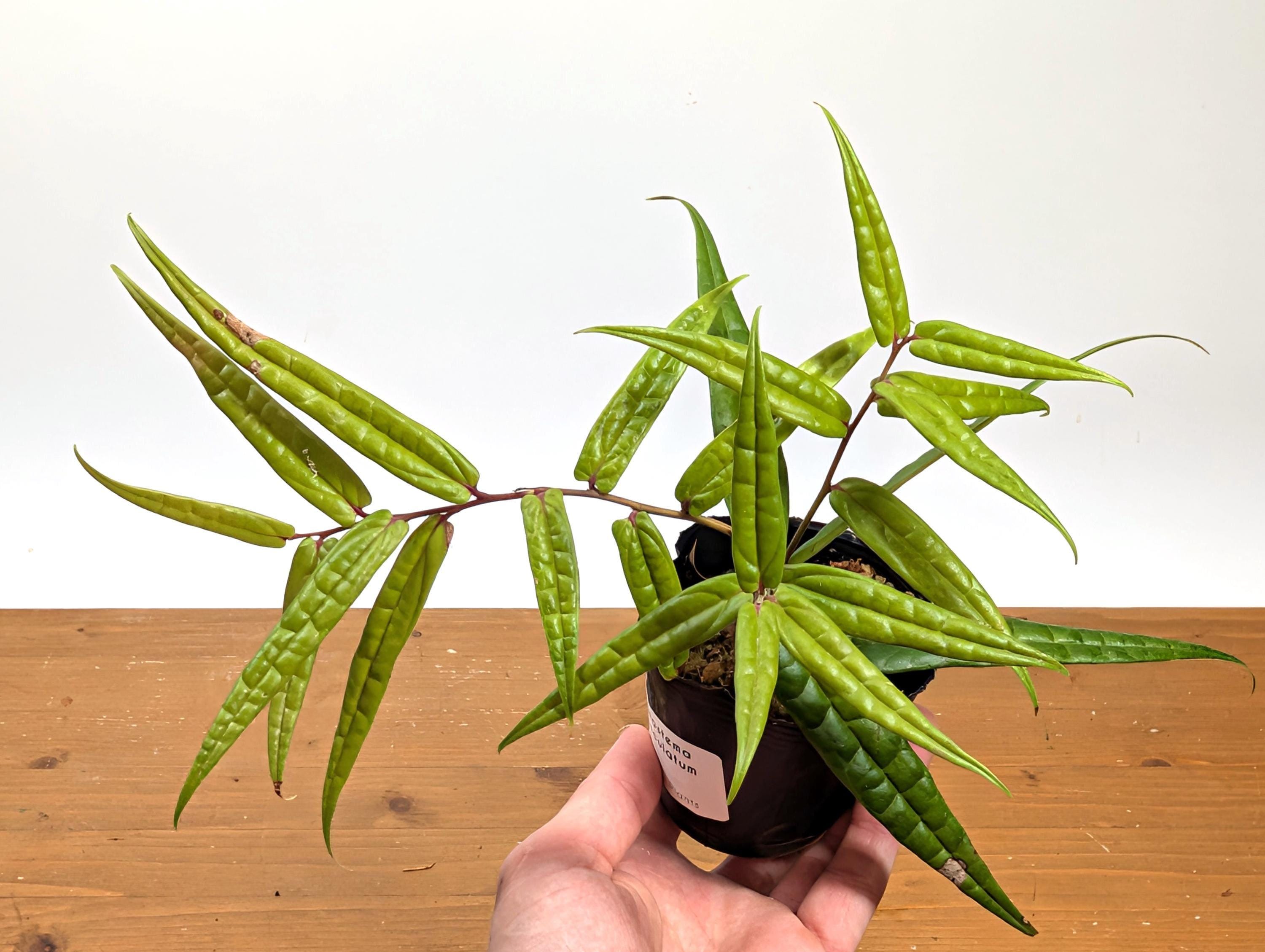 Ceratostema Pedunculatum Pot Size: 3-4